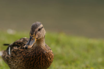 Close-up of a duck