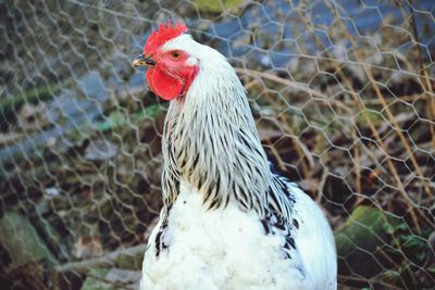 Close-up of a rooster 