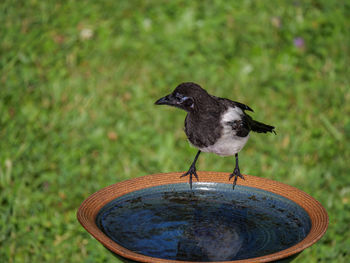 Close-up of bird perching on grass