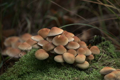 Close-up of mushrooms growing on field