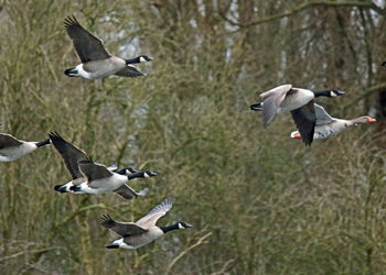 Birds flying in park