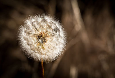 Close-up of dandelion flower