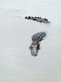 High angle view of alligator swimming in lake