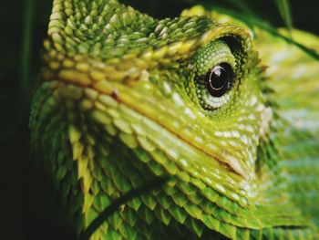 Close-up of green lizard