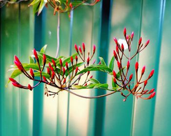 Close-up of potted plant