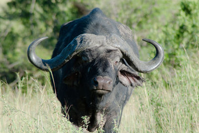 African buffalo on grassy field