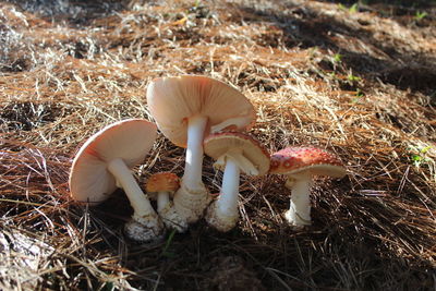 High angle view of mushroom growing on field