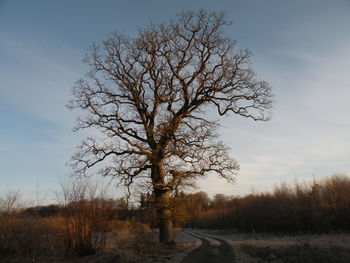 Bare tree on landscape against sky