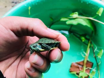 Cropped hand holding turtle