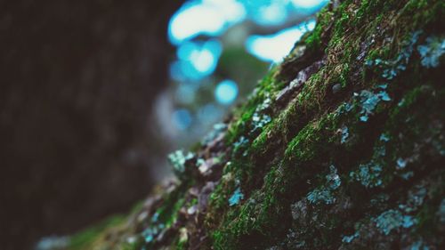 Close-up of ivy growing on tree trunk