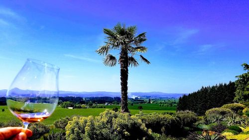 Palm trees against clear sky