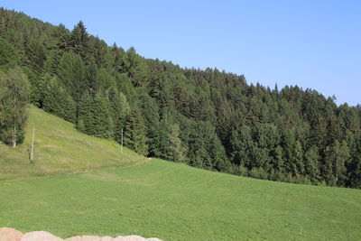 Scenic view of trees on field against clear sky