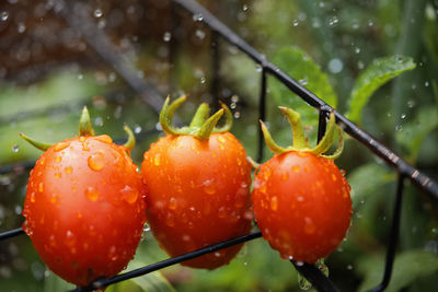 Close-up of wet tomatoes on plant
