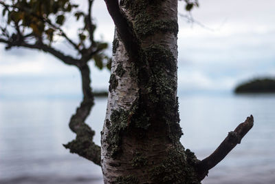 Close-up of tree trunk against sky