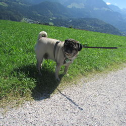 Portrait of a dog on landscape