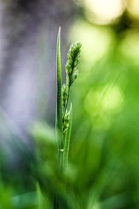 Close-up of stalks against blurred background