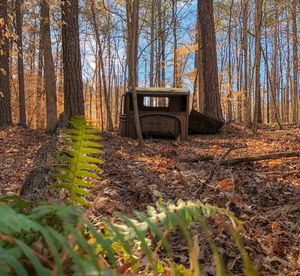 Plants and trees in forest during autumn