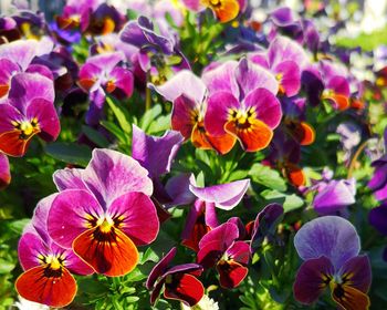 Close-up of purple flowering plants