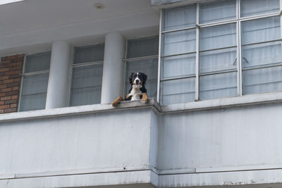 Dog on brick wall