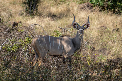 Deer standing on field