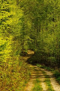 Scenic view of forest