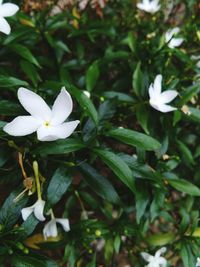 Close-up of white flowers blooming outdoors