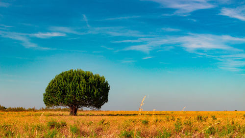 Trees on field against sky