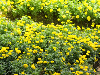 Close-up of yellow flowering plants on field