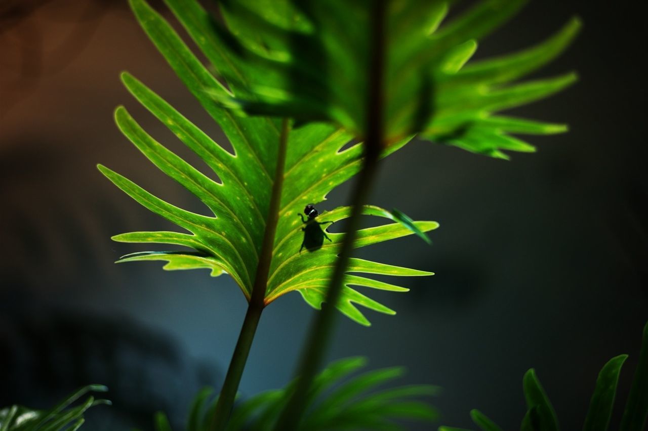 leaf, green color, growth, one animal, plant, animals in the wild, animal themes, wildlife, focus on foreground, close-up, insect, nature, selective focus, beauty in nature, outdoors, stem, green, day, no people, sunlight