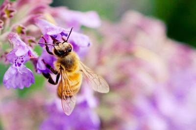 Close-up of bee on purple flower