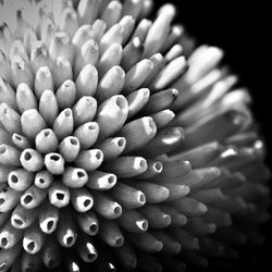 Close-up of flower against blurred background