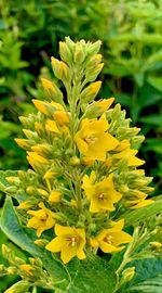 Close-up of yellow flowering plant