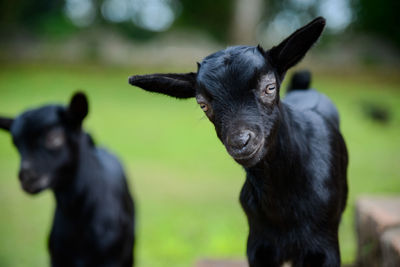 Close-up of black goats