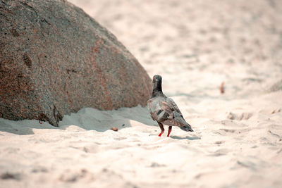 Close-up of pigeon on rock