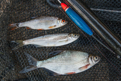 High angle view of fish for sale