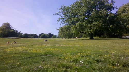 Cows grazing on field against sky