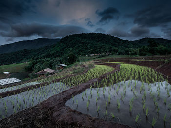 Scenic view of agricultural field against sky