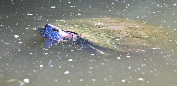 Close-up of fish swimming in water