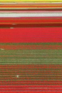 Drone view of multicolored tulip fields in the netherlands