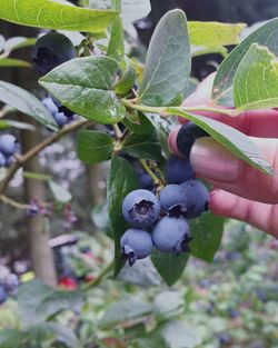 Close-up of cropped hand holding plant