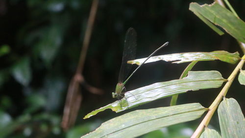 Close-up of insect on plant