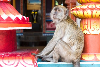 Close-up of monkey sitting on table