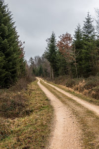 Road amidst trees in forest against sky