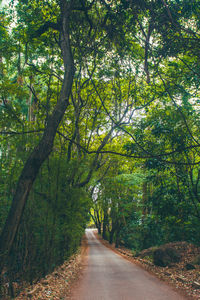 Road amidst trees in forest