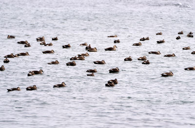 Swimming migration ducks at the seaside