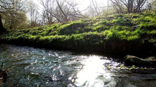 Scenic view of river stream amidst trees in forest