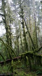 Low angle view of trees in forest