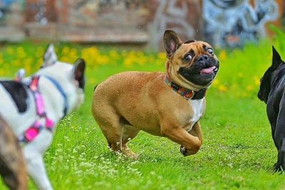 Dog looking away on grassy field