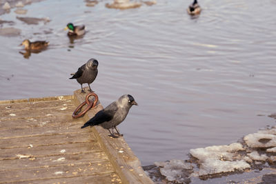 Jackdaws on a wooden pier with ducks in the water in the blurred background.