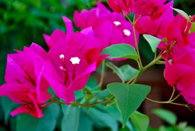 Close-up of pink flowers